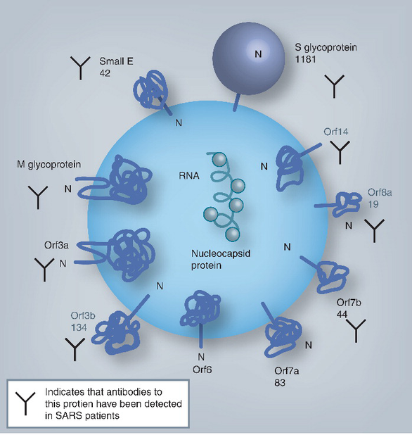 Severe acute respiratory syndrome-associated coronavirus virion. - Copyright: Roper/Rehm